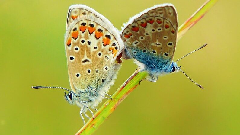 butterflies, insects, plant, polyommatus icarus, animals, wings, invertebrates, garden, nature, copulation, antennae, arthropods, summer, vegetation, environment, biology, closeup, environment, environment, biology, biology, biology, biology, biology